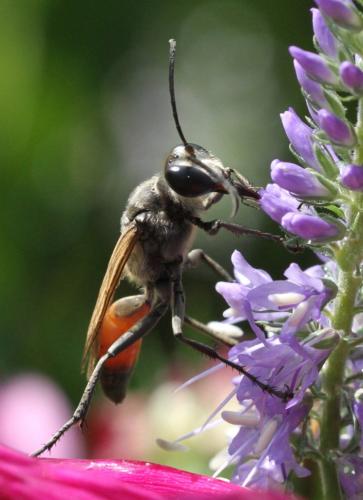 Réf. 267 696 : Sphex funerarius